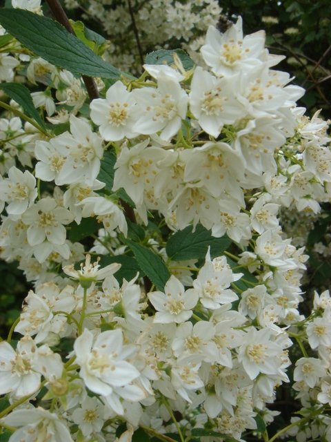 Deutzia longifolia 'Veitchii' P1B (2)